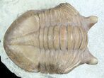 Asaphus Punctatus Trilobite - Russia #45988-3